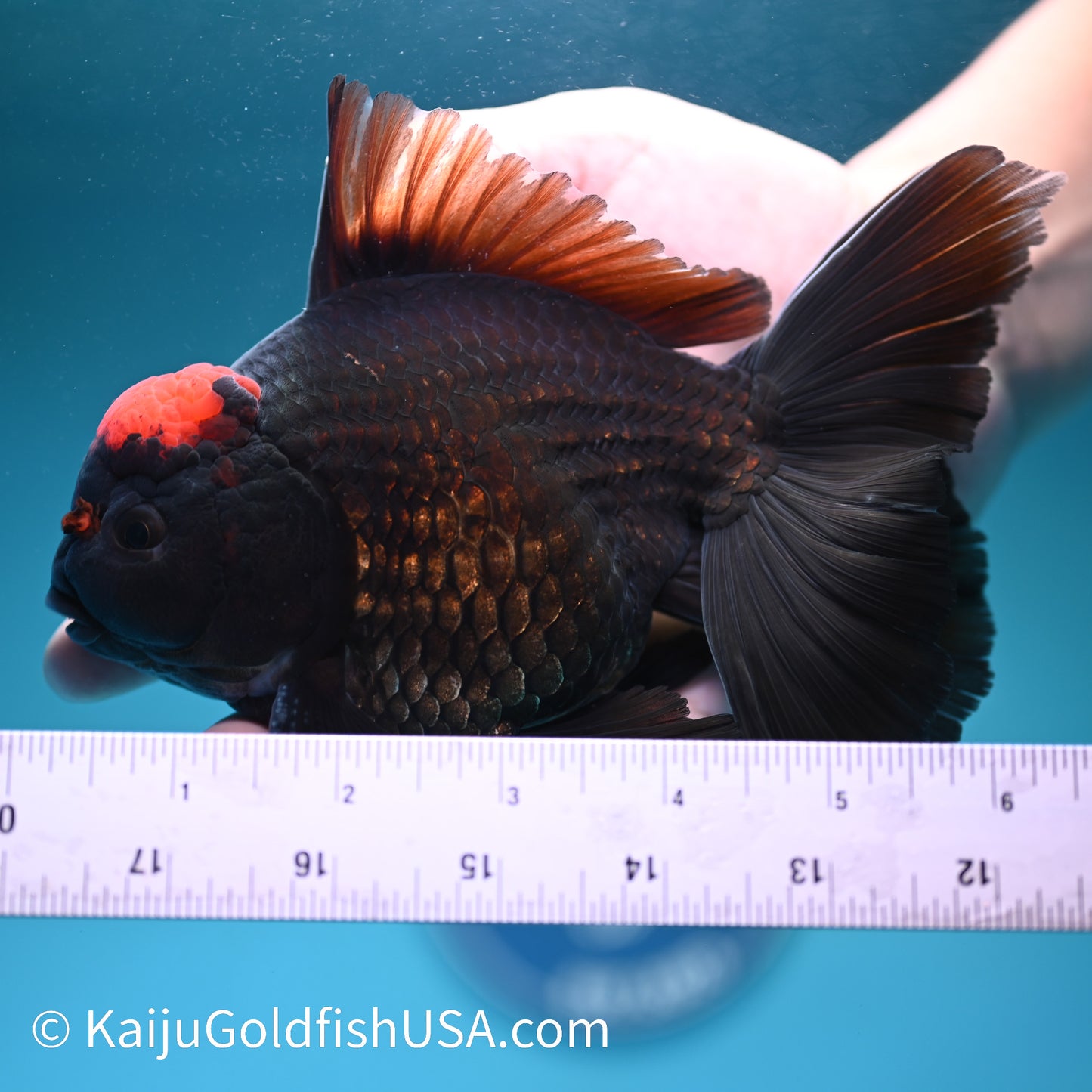 Black Tancho Rose Tail Oranda 6 inches(240426_OR1) - Kaiju Goldfish USA