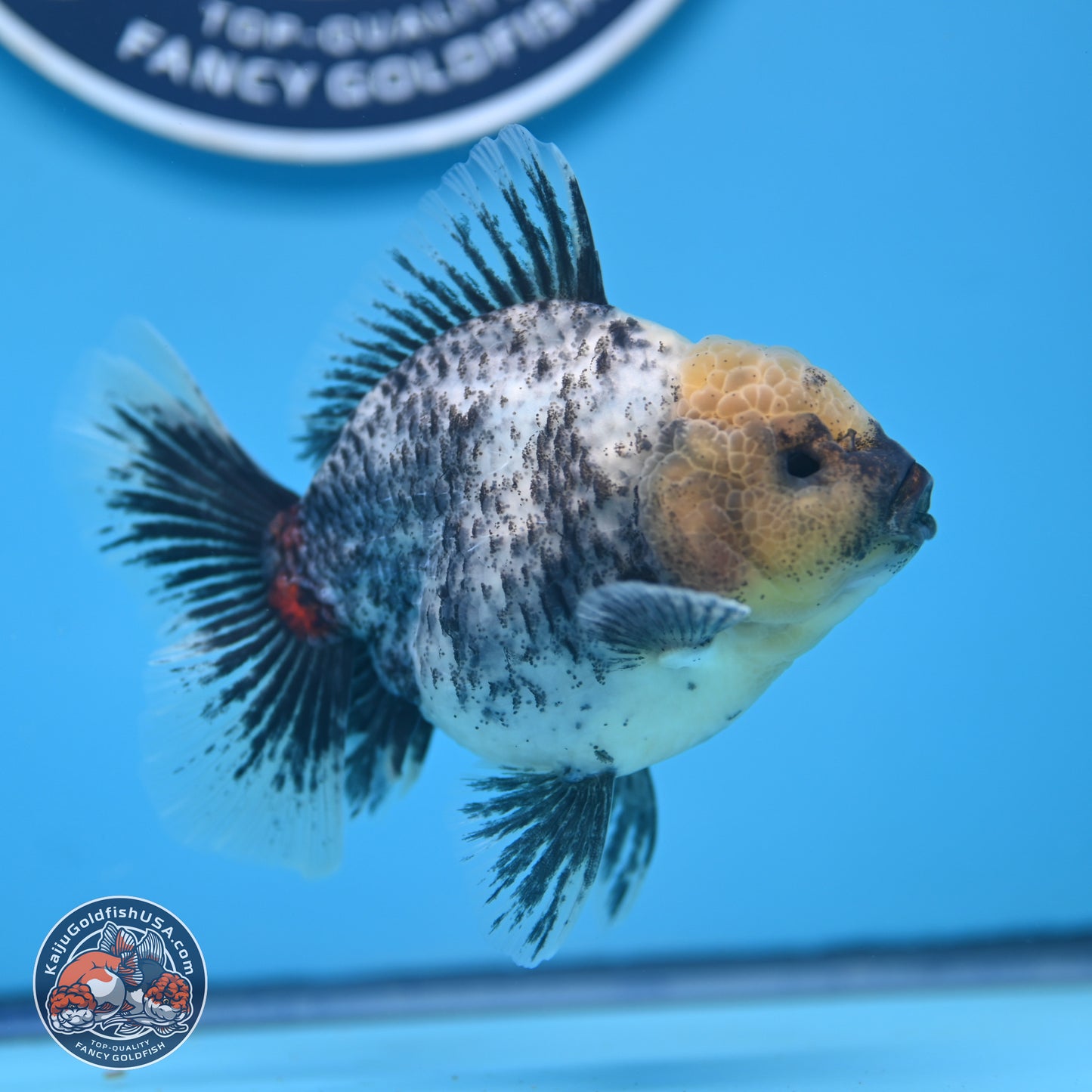 White Tiger Oranda 4 inches (241018_OR20) - Kaiju Goldfish USA