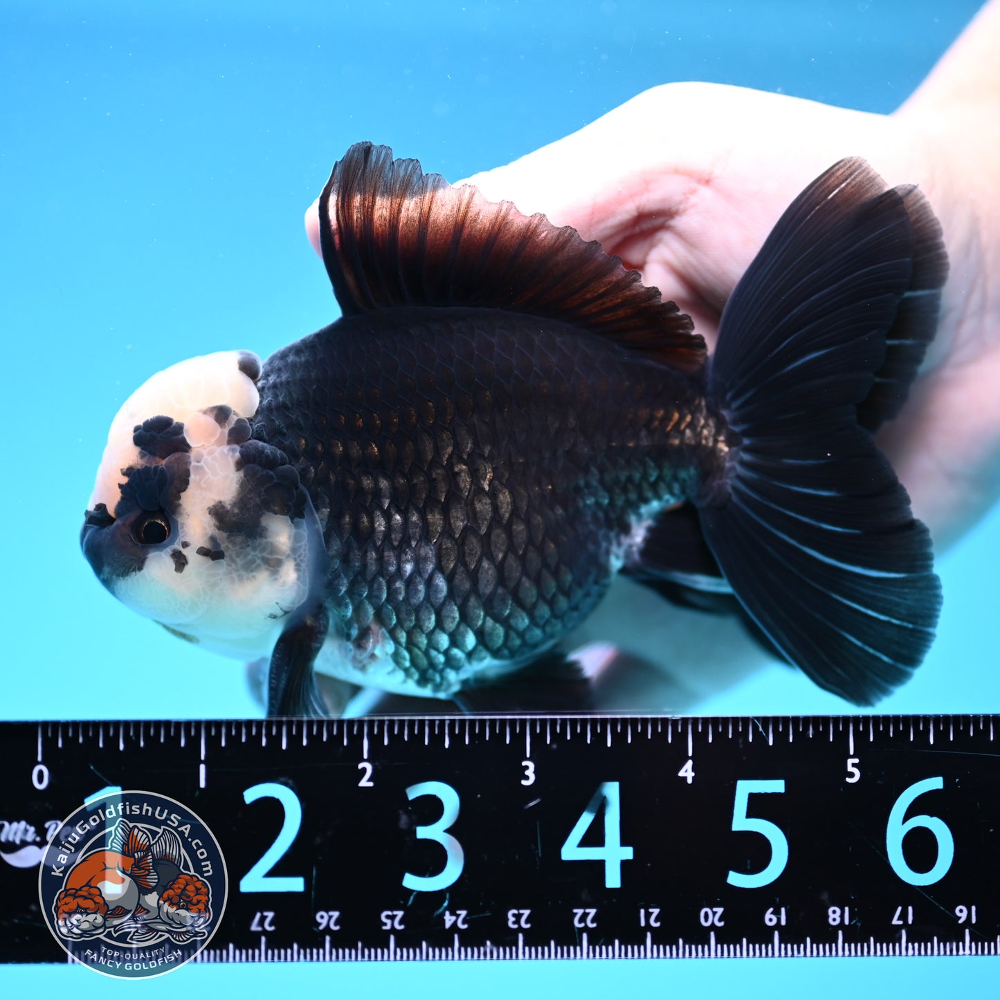 Panda Oranda 4 inch Body (250912_OR20)