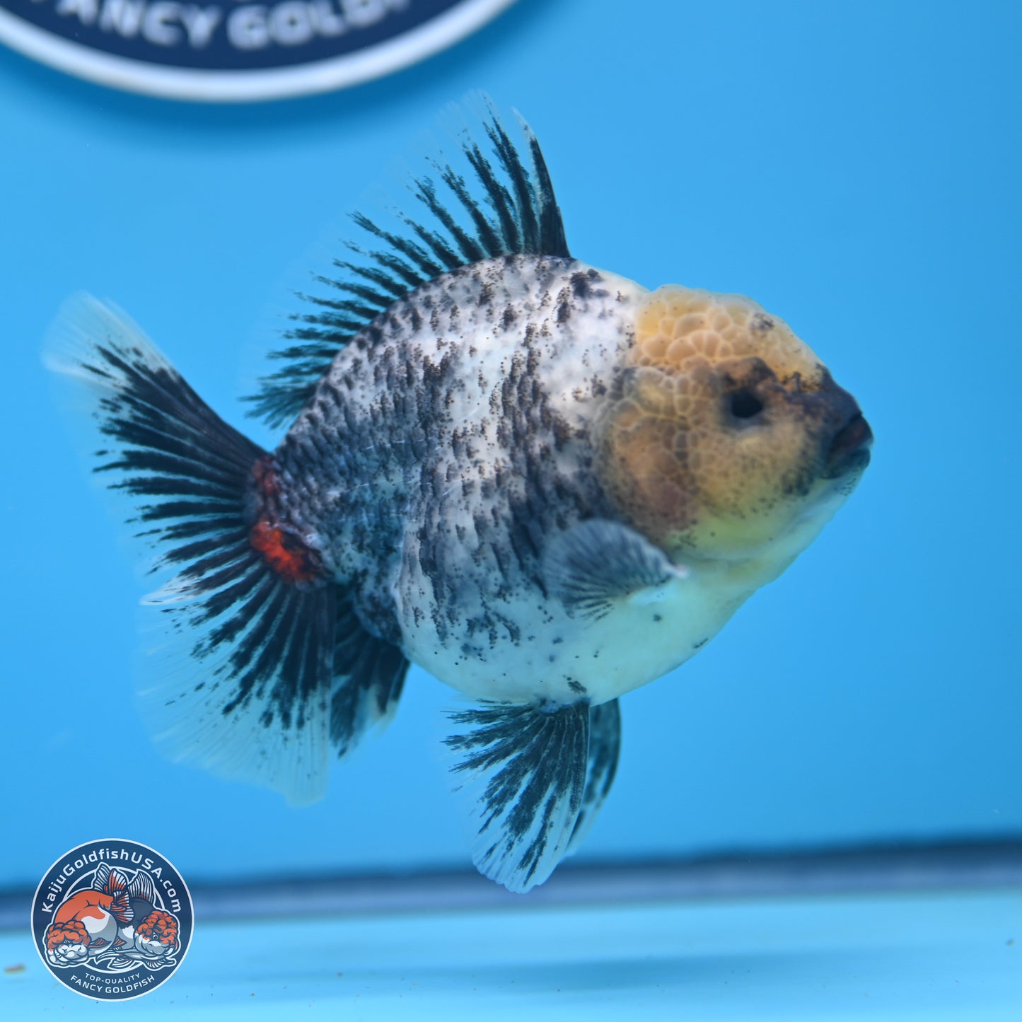 White Tiger Oranda 4 inches (241018_OR20) - Kaiju Goldfish USA