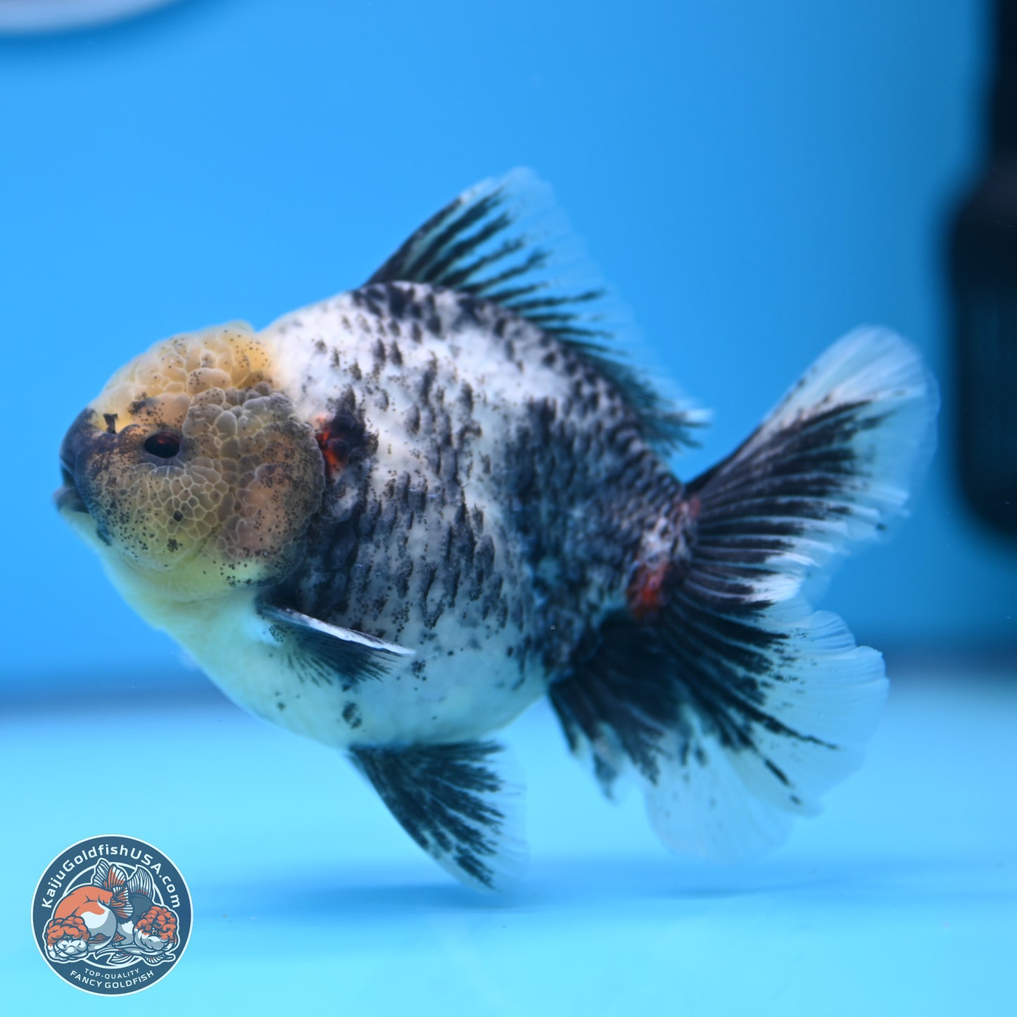 White Tiger Oranda 4 inches (241018_OR20) - Kaiju Goldfish USA
