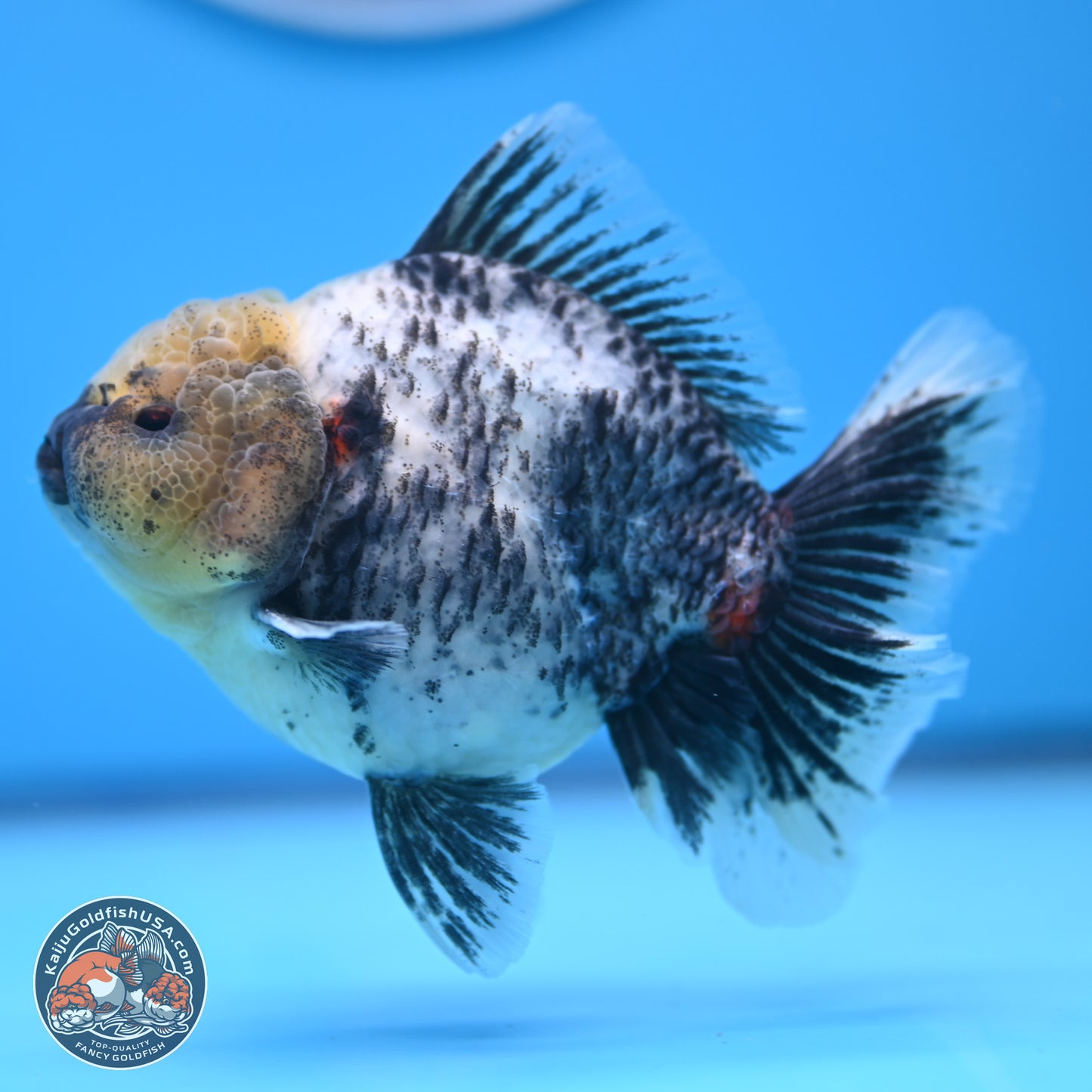 White Tiger Oranda 4 inches (241018_OR20) - Kaiju Goldfish USA