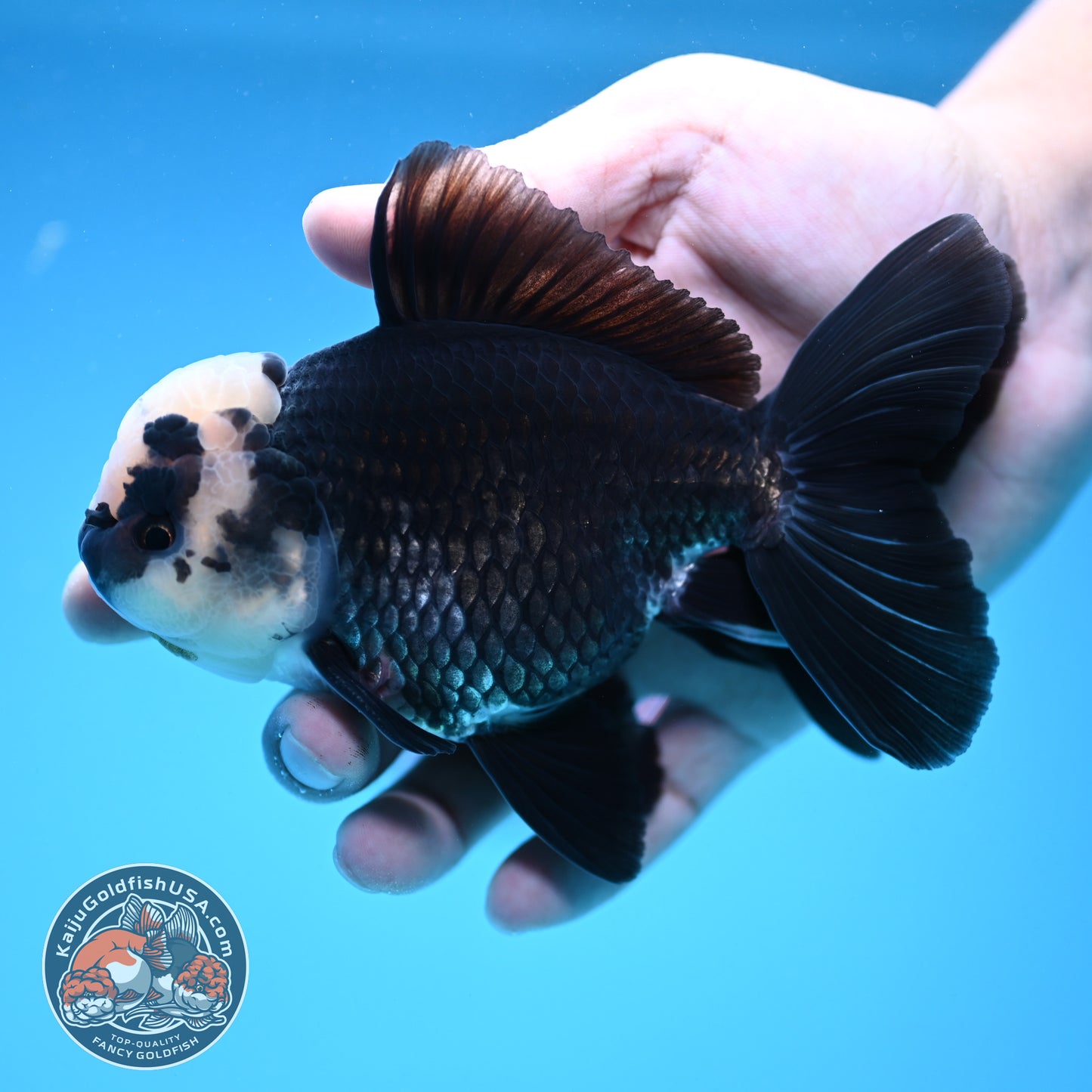 Panda Oranda 4 inch Body (250912_OR20)