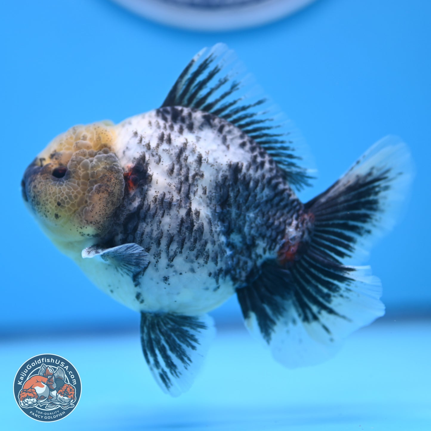 White Tiger Oranda 4 inches (241018_OR20) - Kaiju Goldfish USA