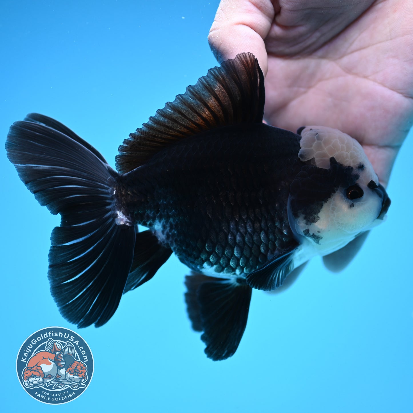 Panda Oranda 4 inch Body (250912_OR20)