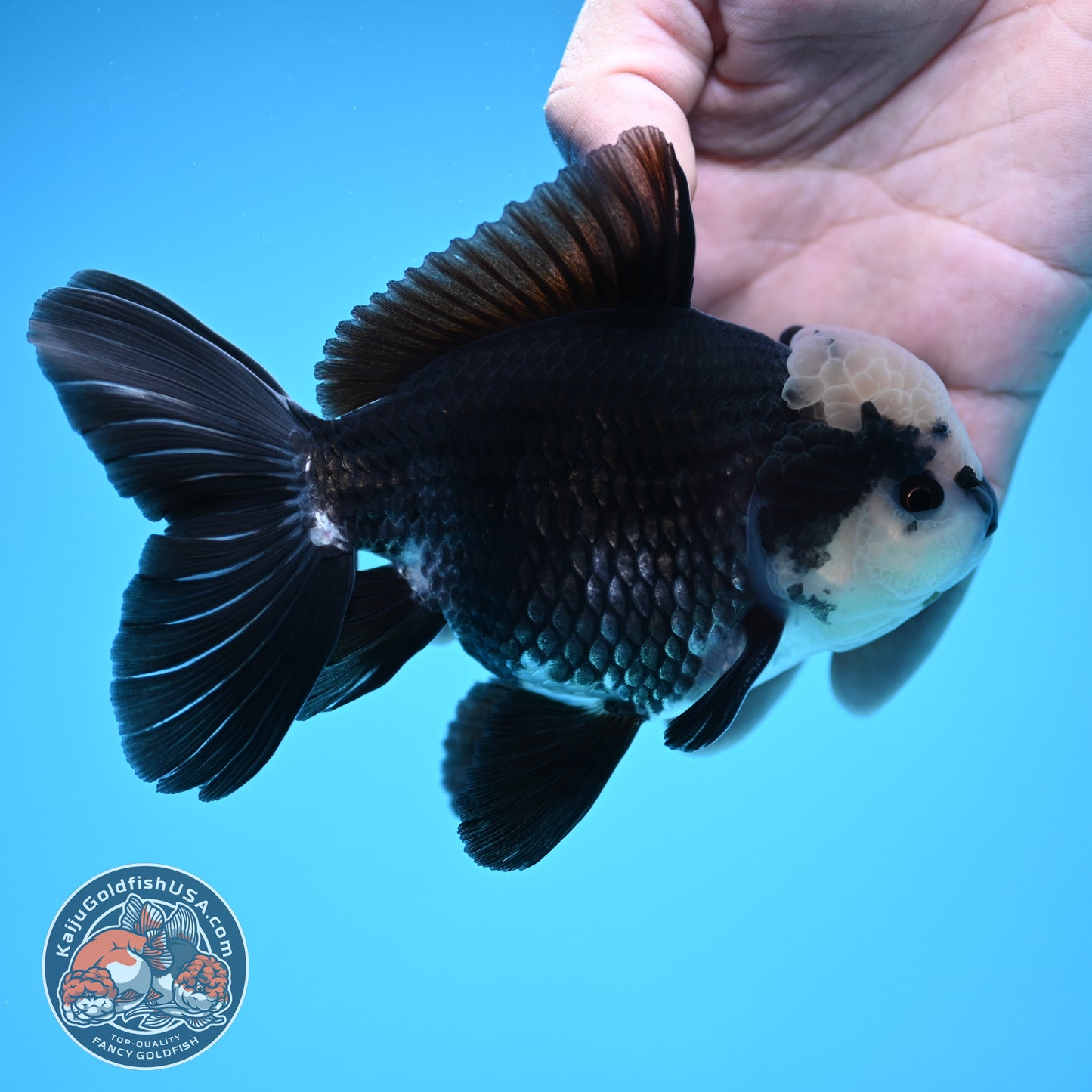 Panda Oranda 4 inch Body (250912_OR20)