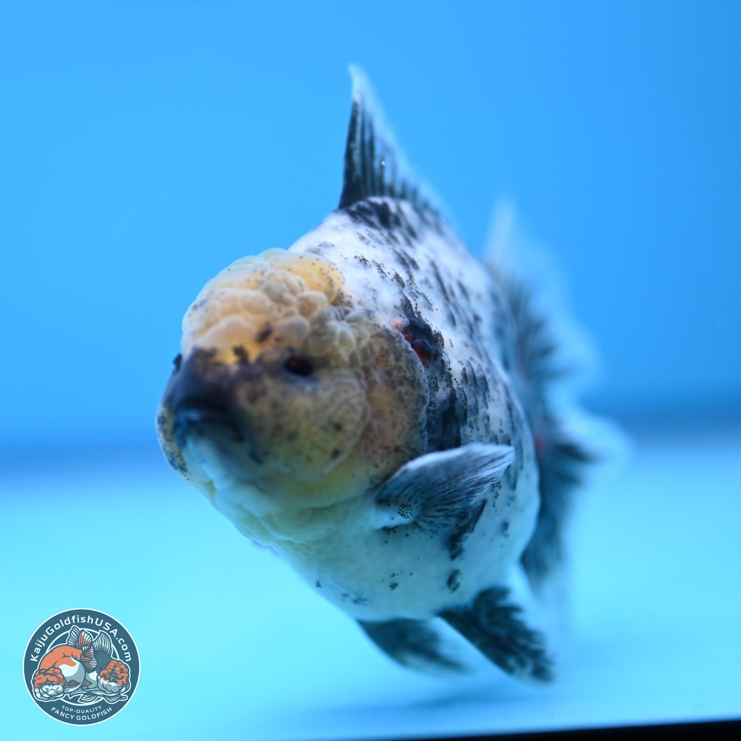 White Tiger Oranda 4 inches (241018_OR20) - Kaiju Goldfish USA