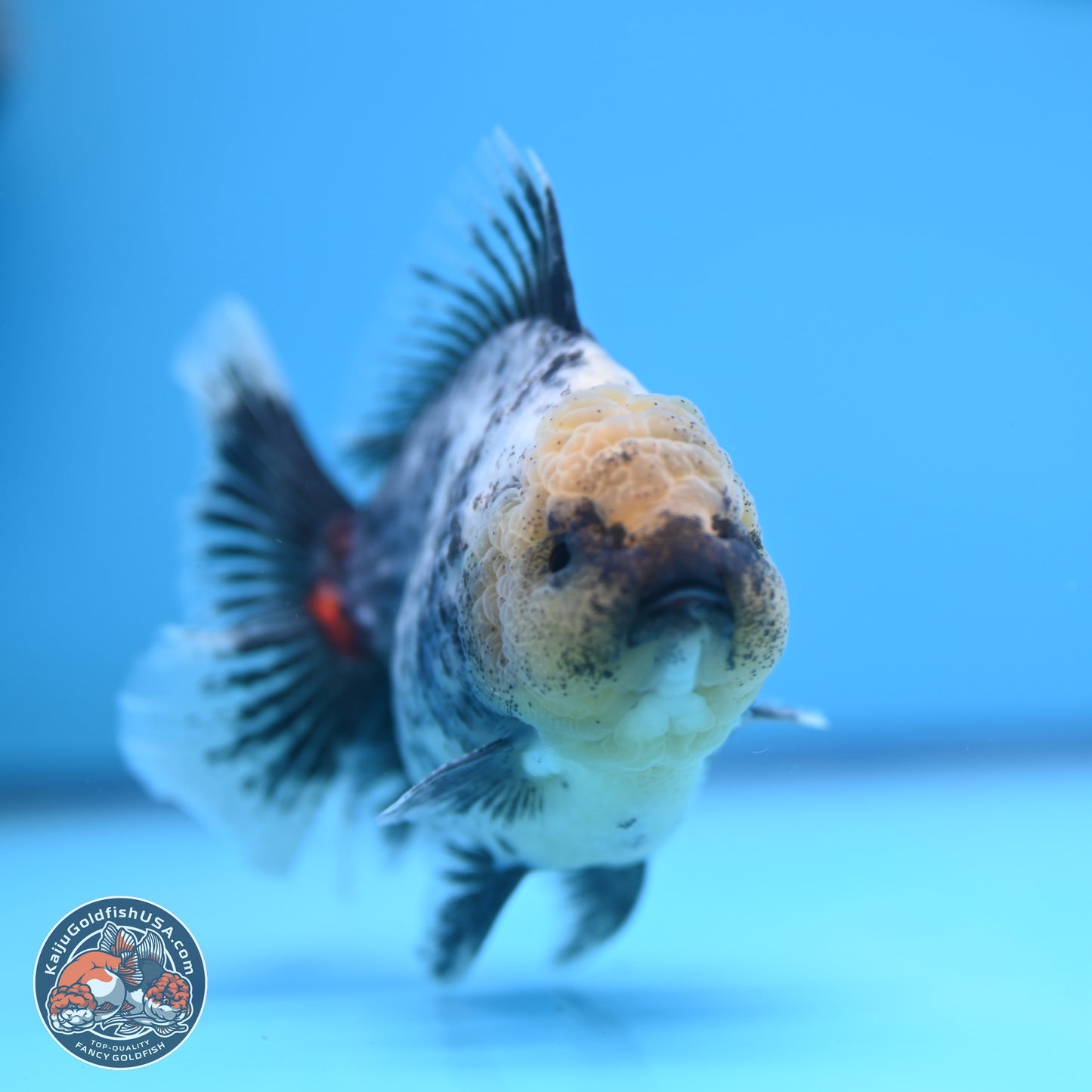 White Tiger Oranda 4 inches (241018_OR20) - Kaiju Goldfish USA