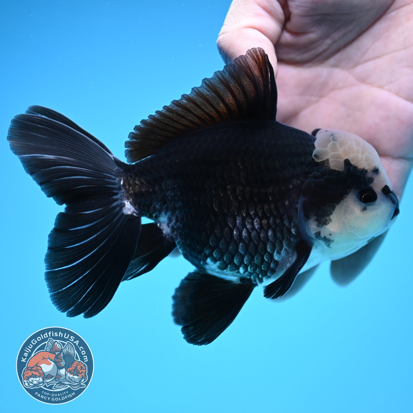 Panda Oranda 4 inch Body (250912_OR20)