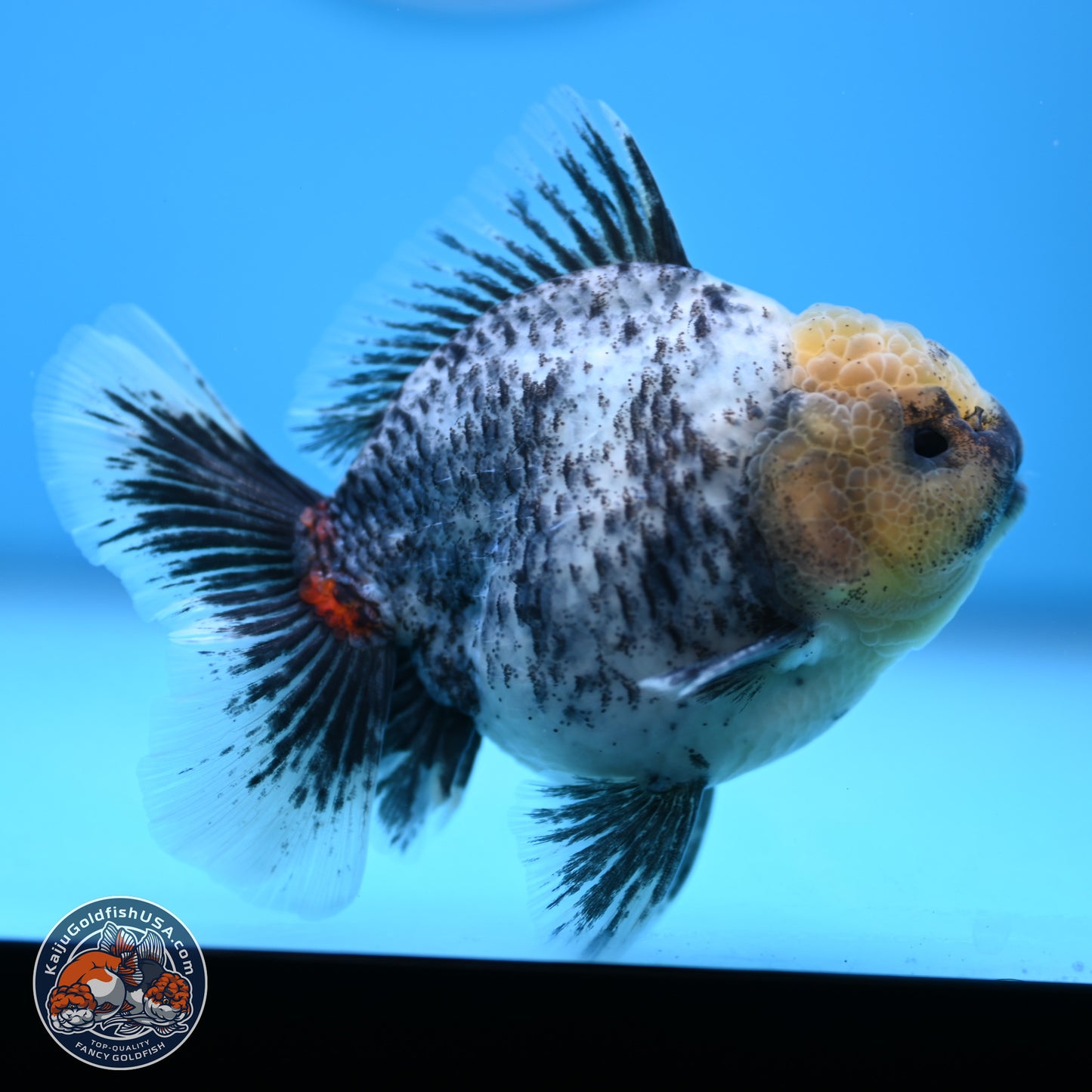White Tiger Oranda 4 inches (241018_OR20) - Kaiju Goldfish USA