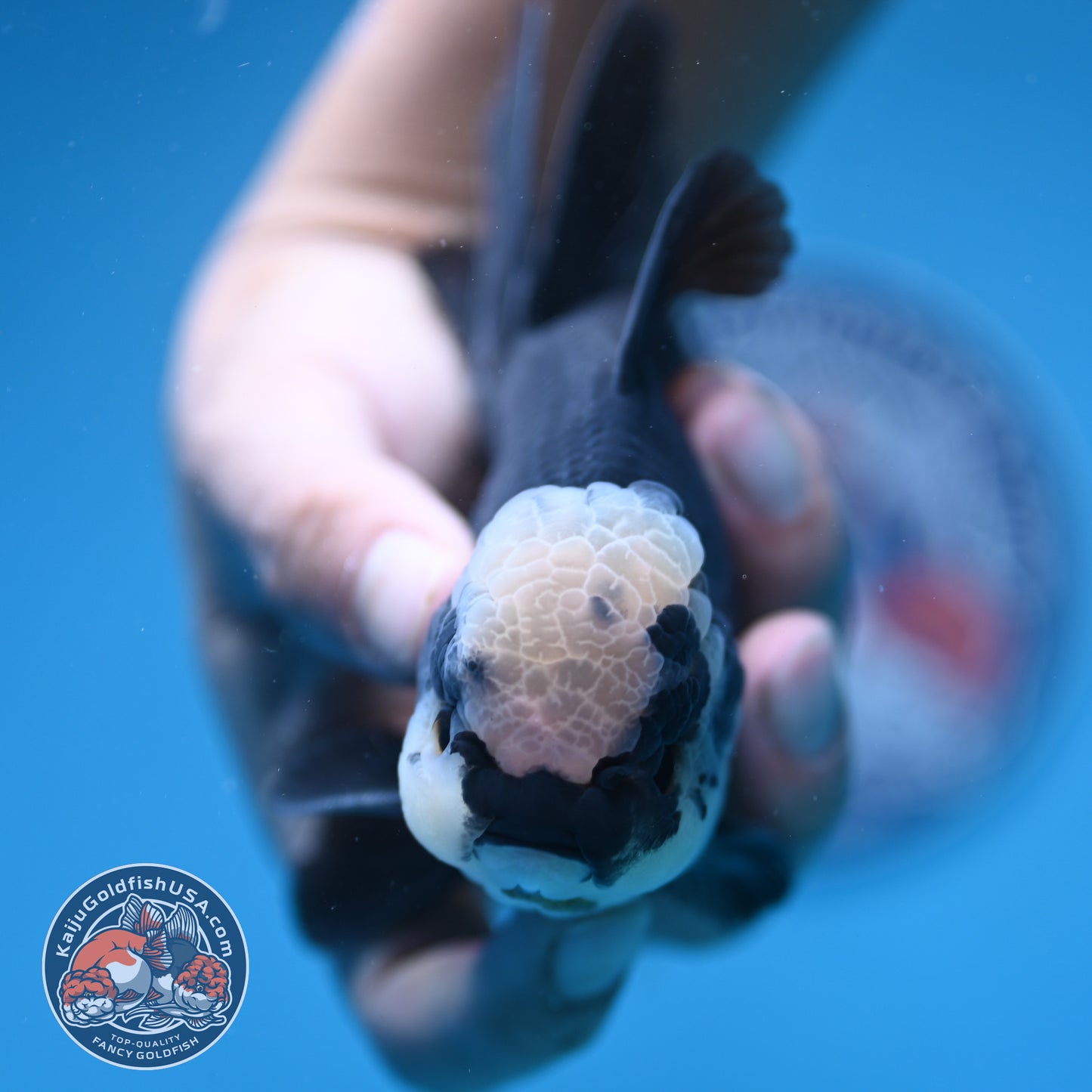 Panda Oranda 4 inch Body (250912_OR20)