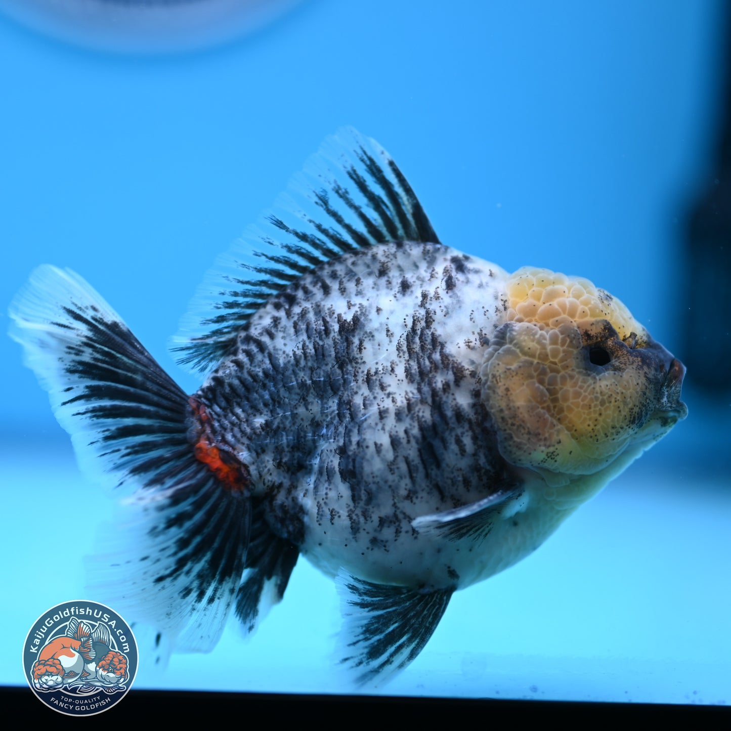 White Tiger Oranda 4 inches (241018_OR20) - Kaiju Goldfish USA