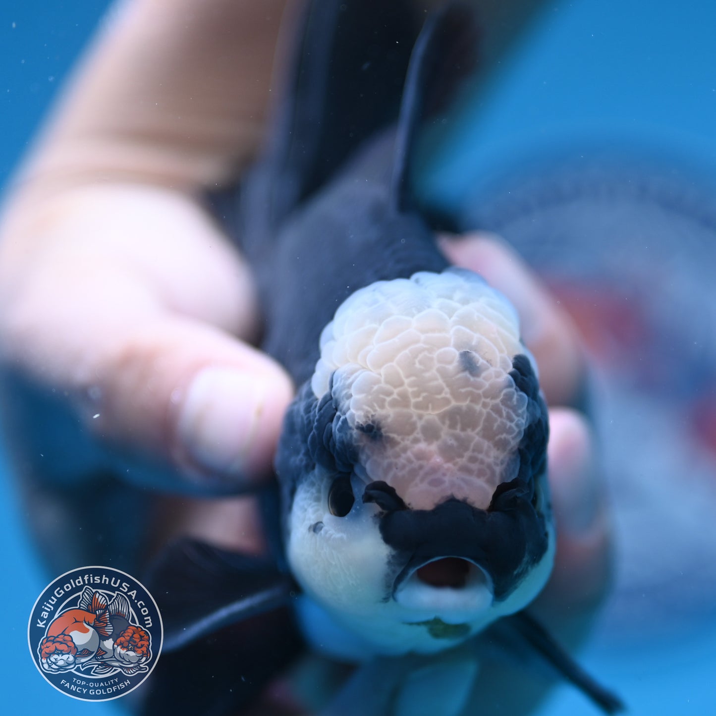 Panda Oranda 4 inch Body (250912_OR20)