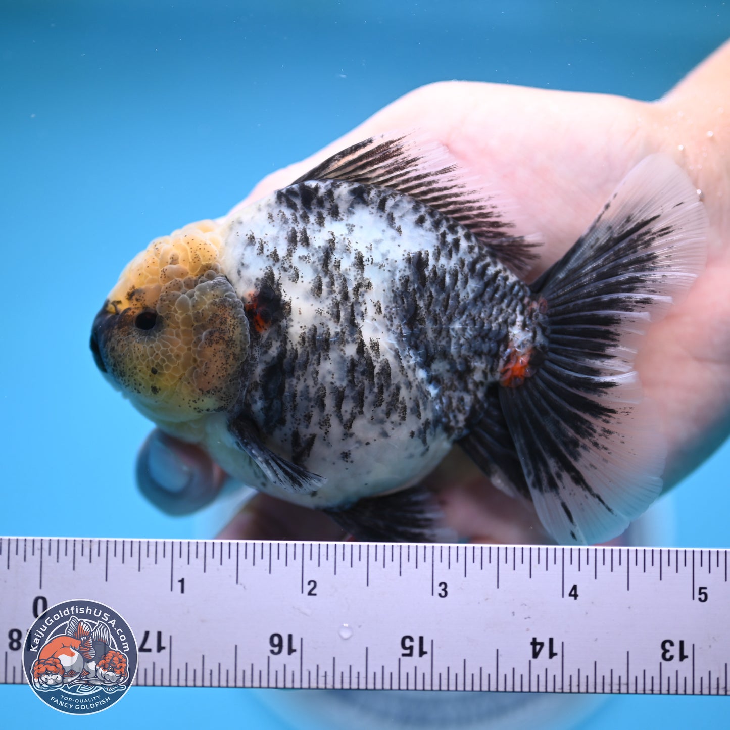 White Tiger Oranda 4 inches (241018_OR20) - Kaiju Goldfish USA