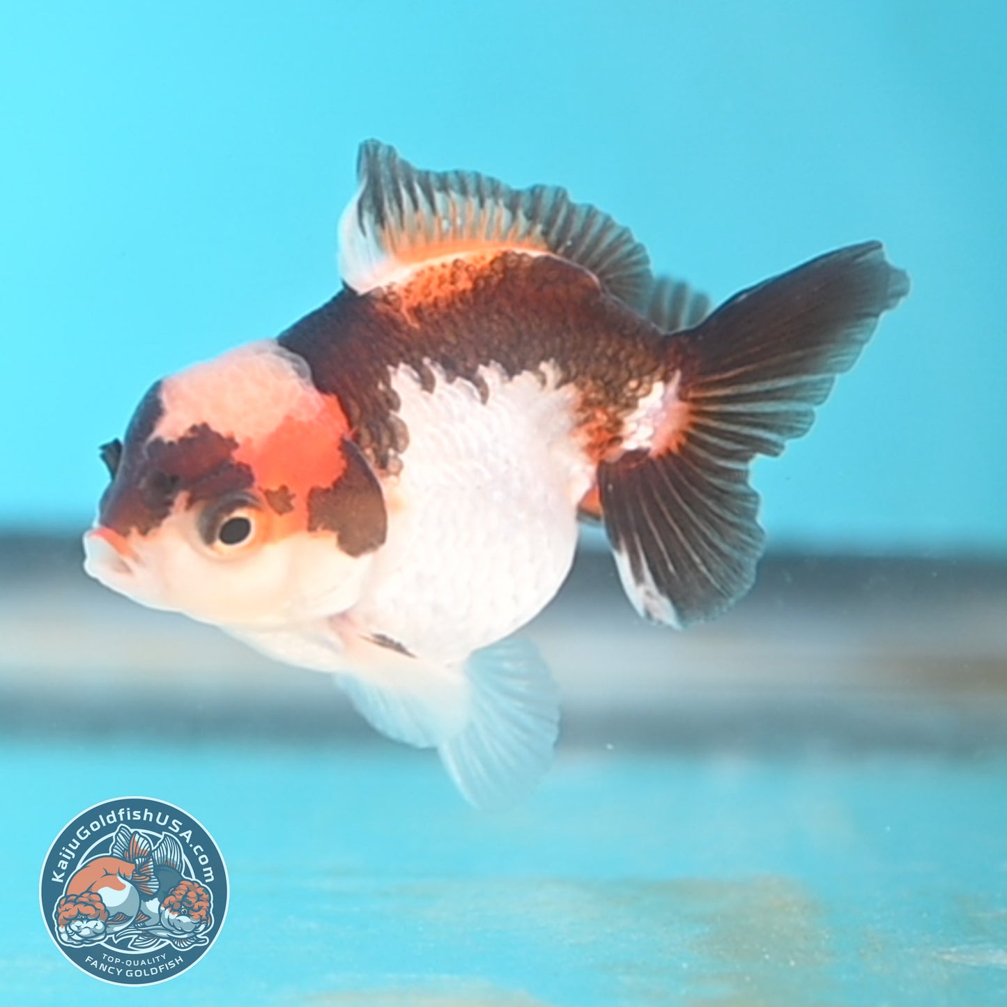 Jade Seal Tricolor Oranda 3 inches Body (250509_OR20)
