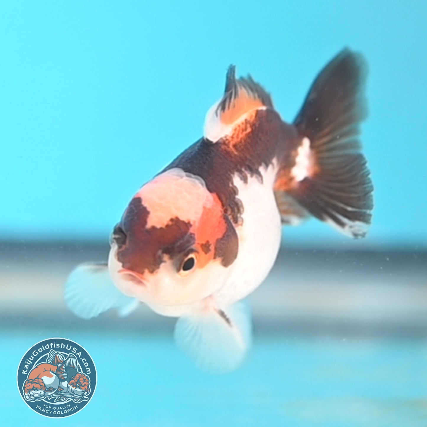 Jade Seal Tricolor Oranda 3 inches Body (250509_OR20)