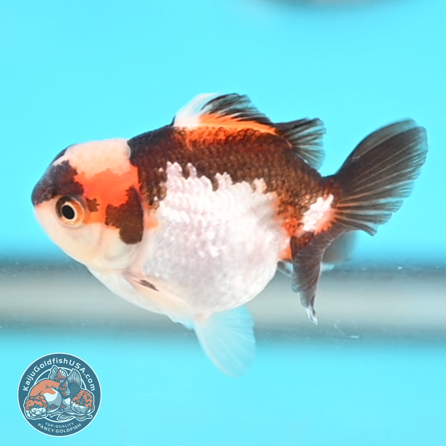 Jade Seal Tricolor Oranda 3 inches Body (250509_OR20)