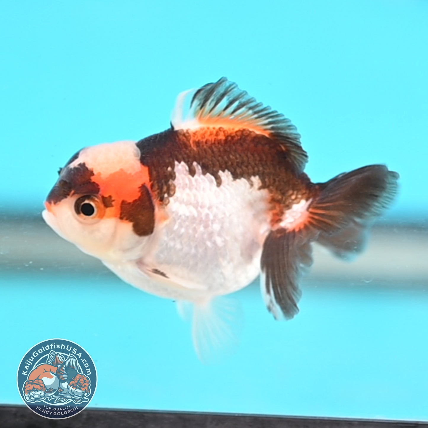 Jade Seal Tricolor Oranda 3 inches Body (250509_OR20)