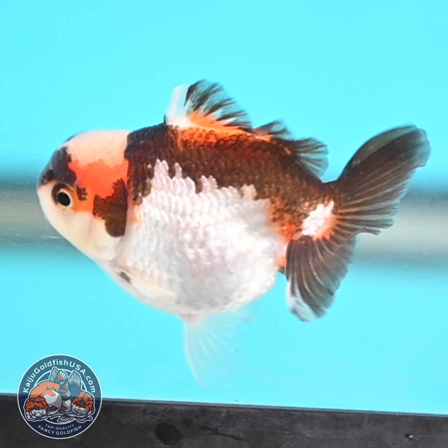 Jade Seal Tricolor Oranda 3 inches Body (250509_OR20)