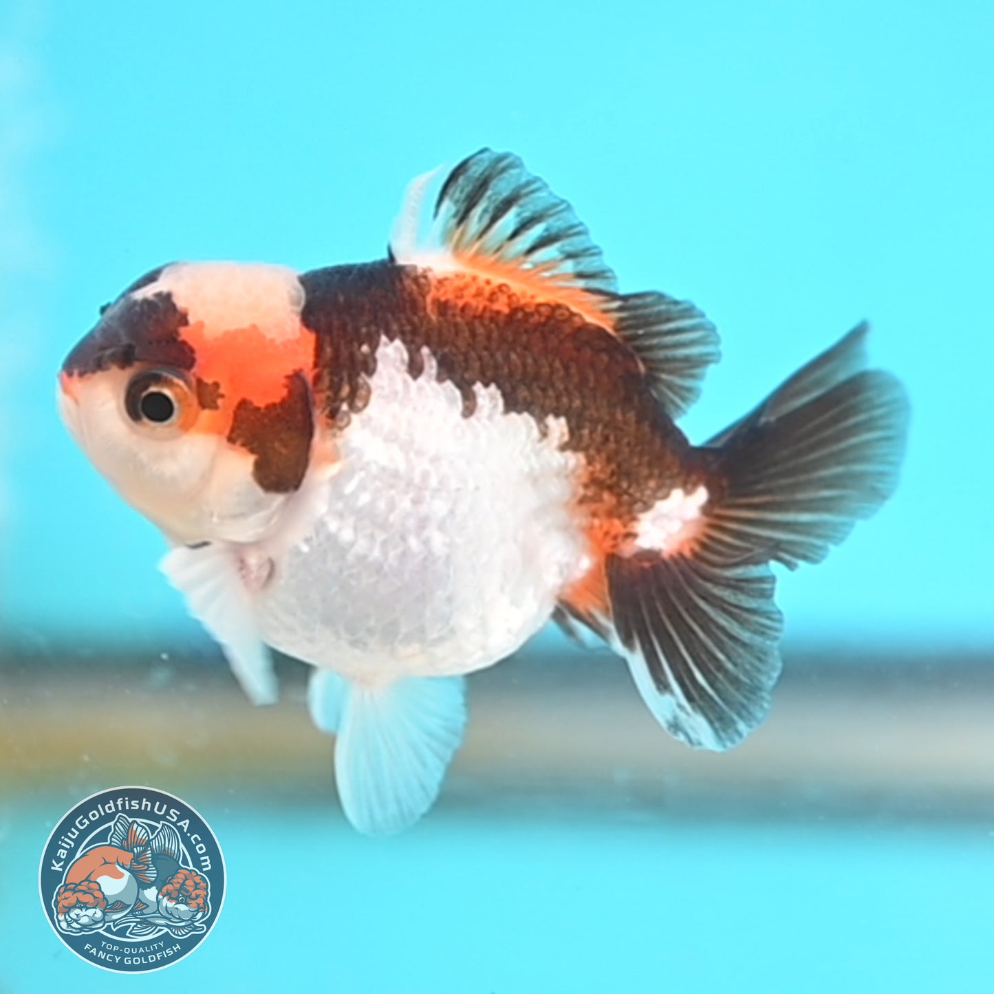 Jade Seal Tricolor Oranda 3 inches Body (250509_OR20)