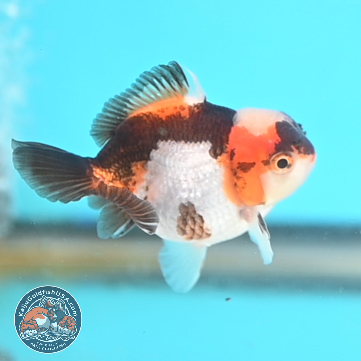 Jade Seal Tricolor Oranda 3 inches Body (250509_OR20)