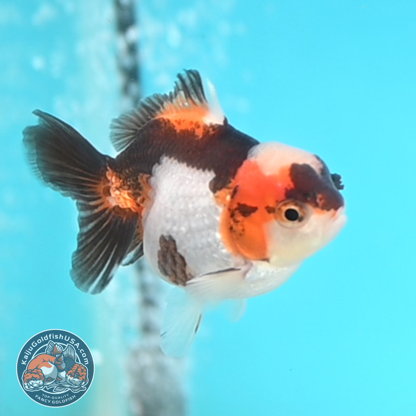 Jade Seal Tricolor Oranda 3 inches Body (250509_OR20)