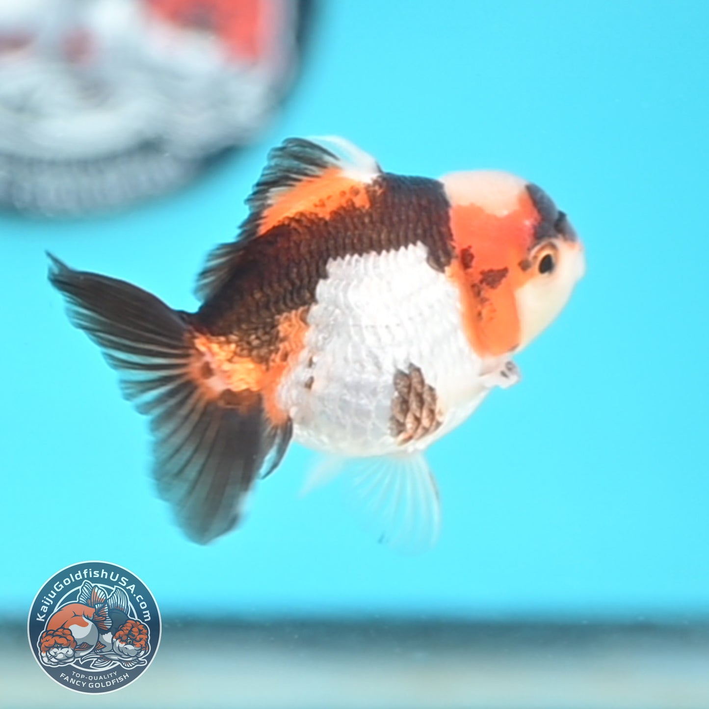 Jade Seal Tricolor Oranda 3 inches Body (250509_OR20)