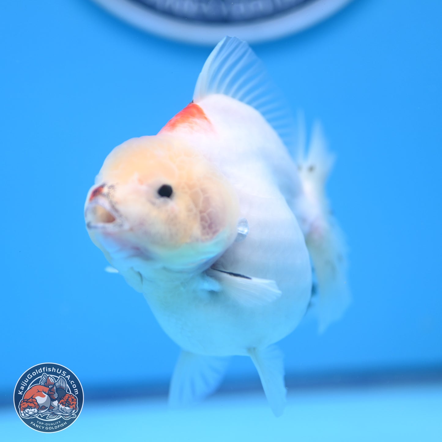 Tricolor Sakura YuanBao Oranda 4.5 inches (241018_OR21) - Kaiju Goldfish USA