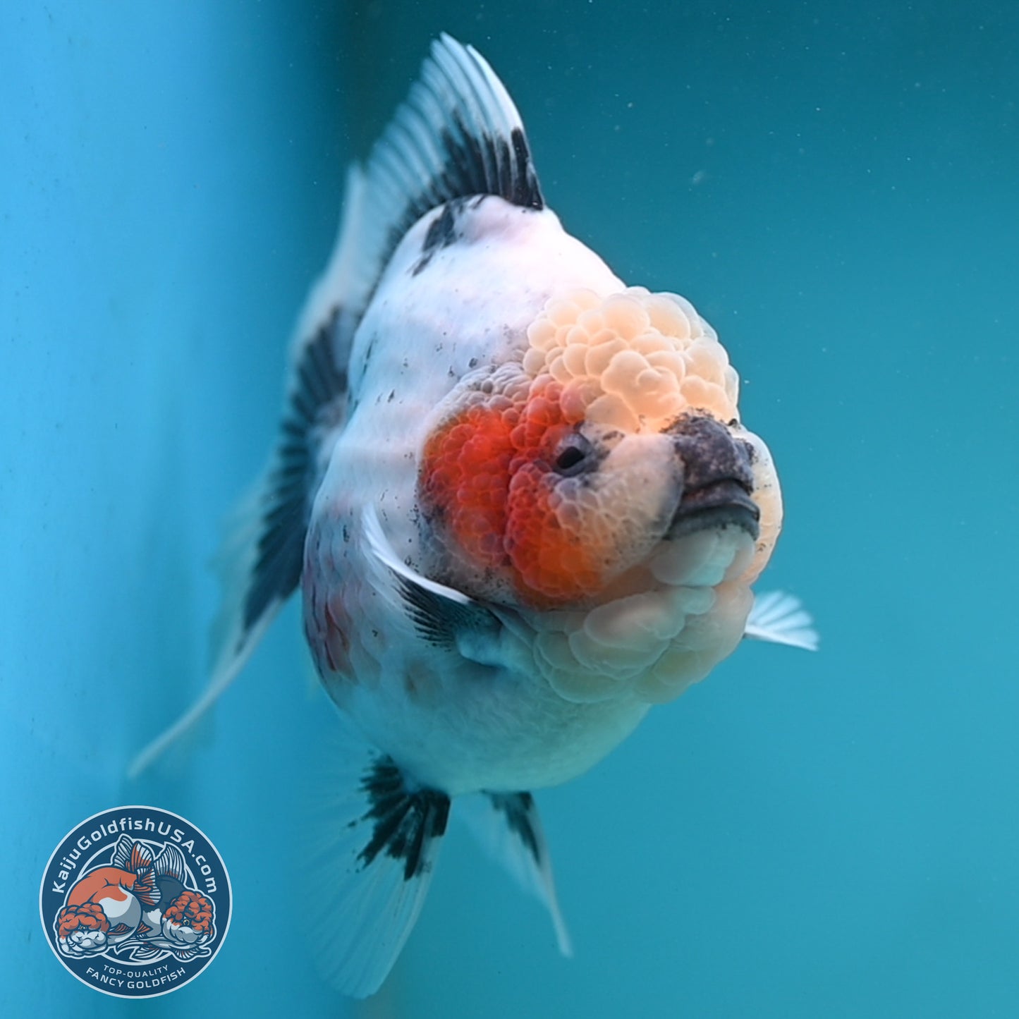 Jumbo Shogun Rose Tail Calico Oranda 5 inch Body (250822_OR21)