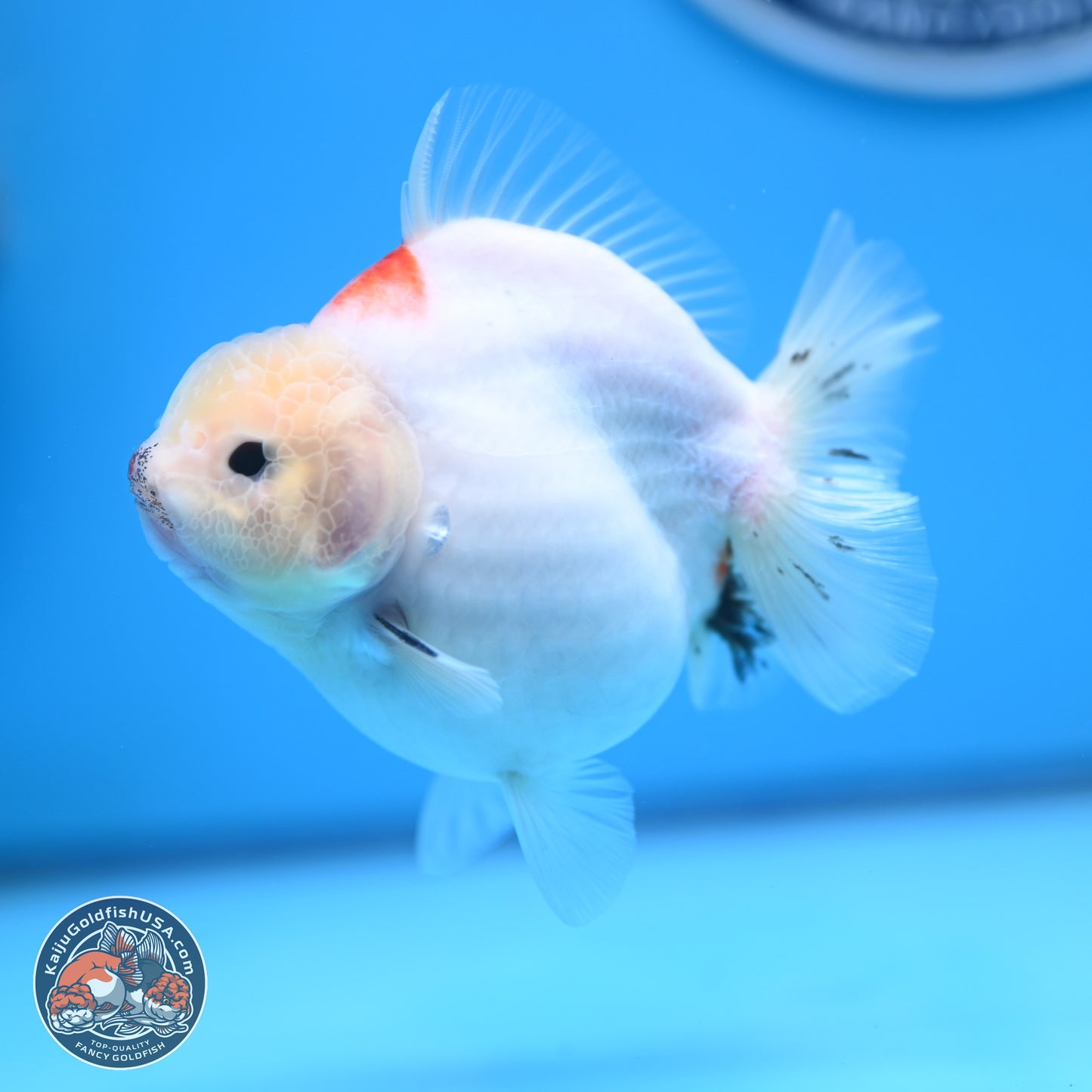 Tricolor Sakura YuanBao Oranda 4.5 inches (241018_OR21) - Kaiju Goldfish USA