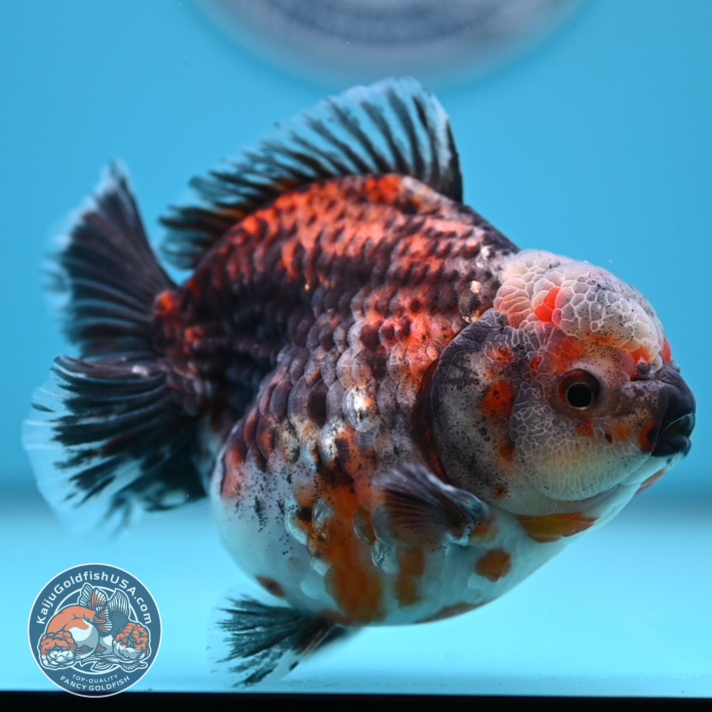 Shogun Kirin Oranda 4.5 inches Body (250530_OR21)
