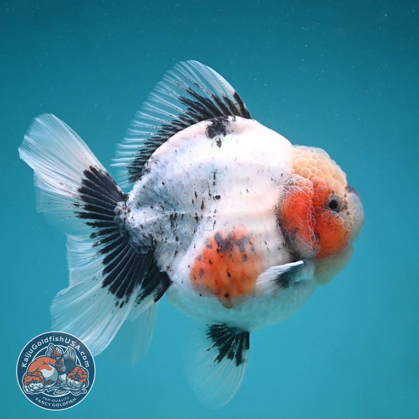 Jumbo Shogun Rose Tail Calico Oranda 5 inch Body (250822_OR21)