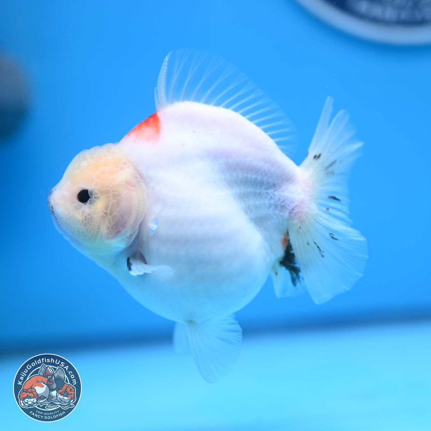 Tricolor Sakura YuanBao Oranda 4.5 inches (241018_OR21) - Kaiju Goldfish USA