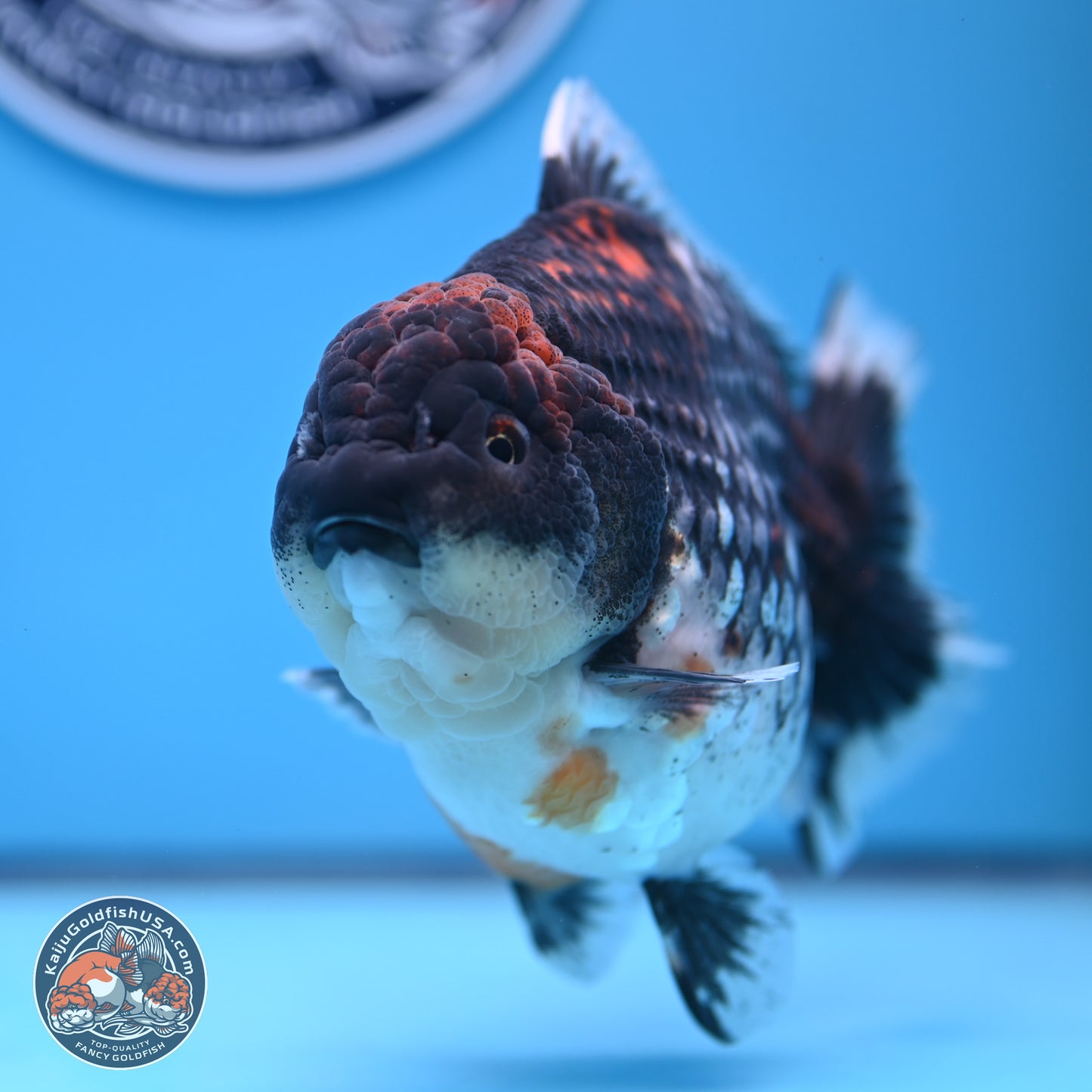 Jumbo Shogun Godzilla Oranda 6 inches - Female (241122_OR21) - Kaiju Goldfish USA