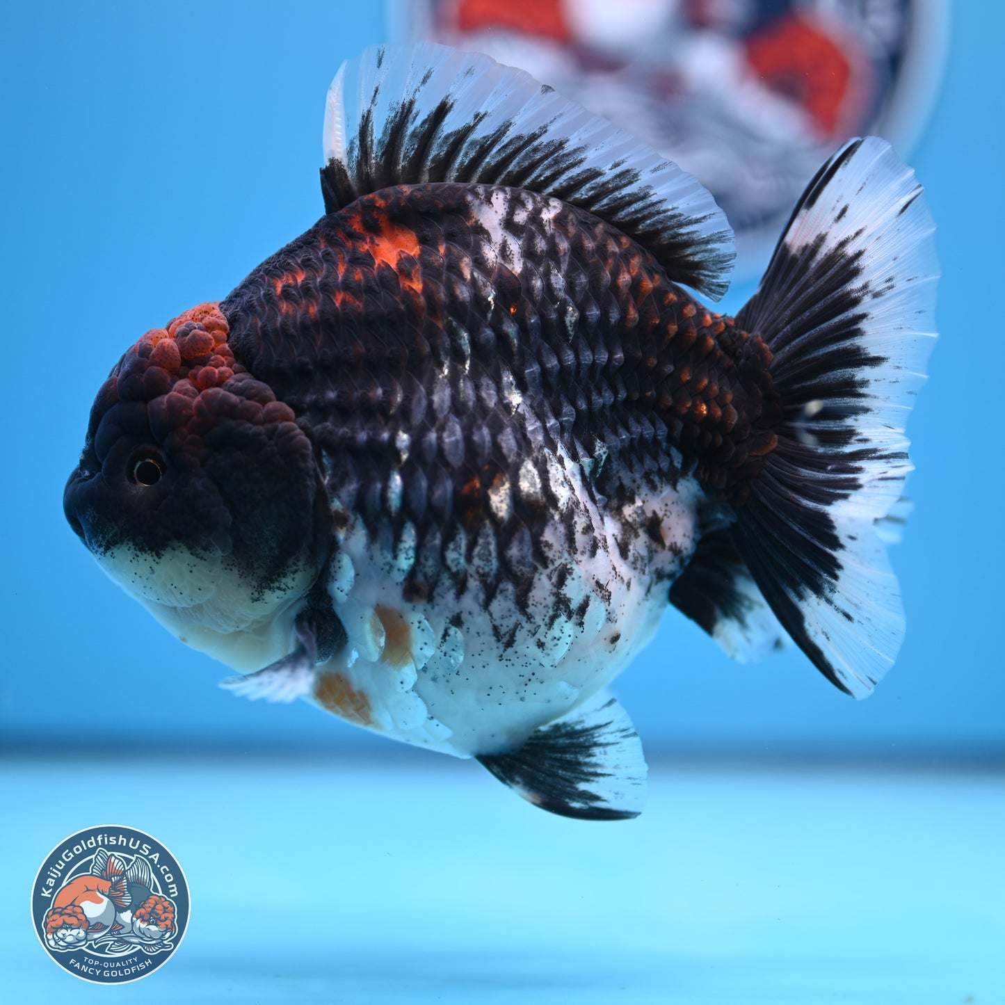 Jumbo Shogun Godzilla Oranda 6 inches - Female (241122_OR21) - Kaiju Goldfish USA