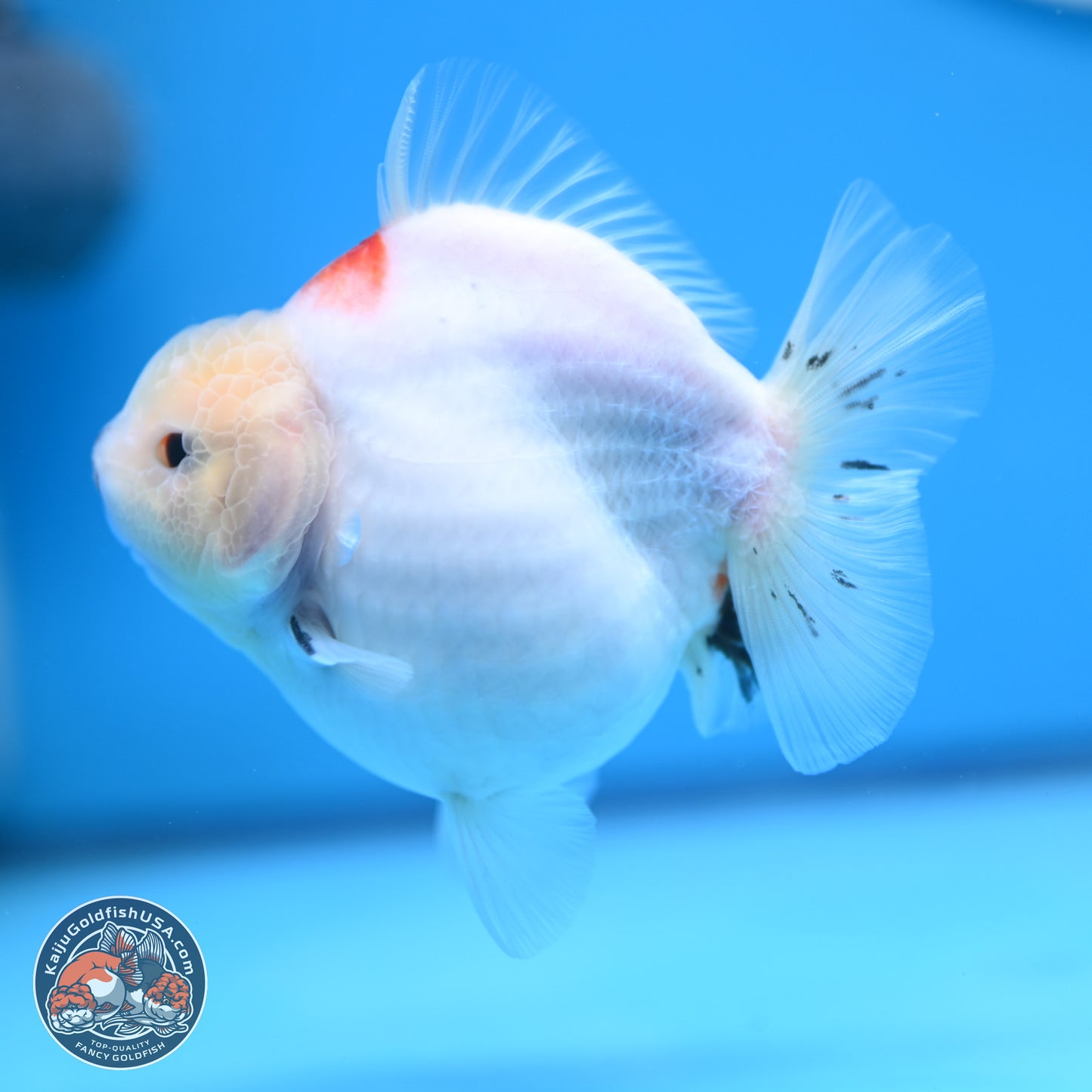 Tricolor Sakura YuanBao Oranda 4.5 inches (241018_OR21) - Kaiju Goldfish USA