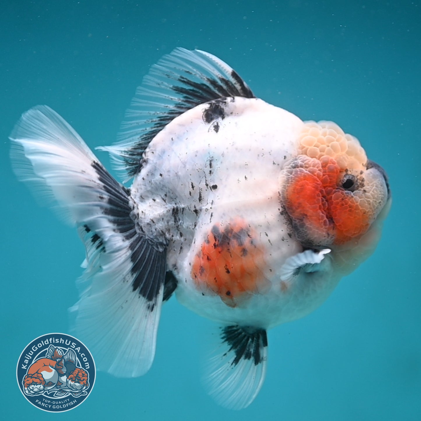Jumbo Shogun Rose Tail Calico Oranda 5 inch Body (250822_OR21)
