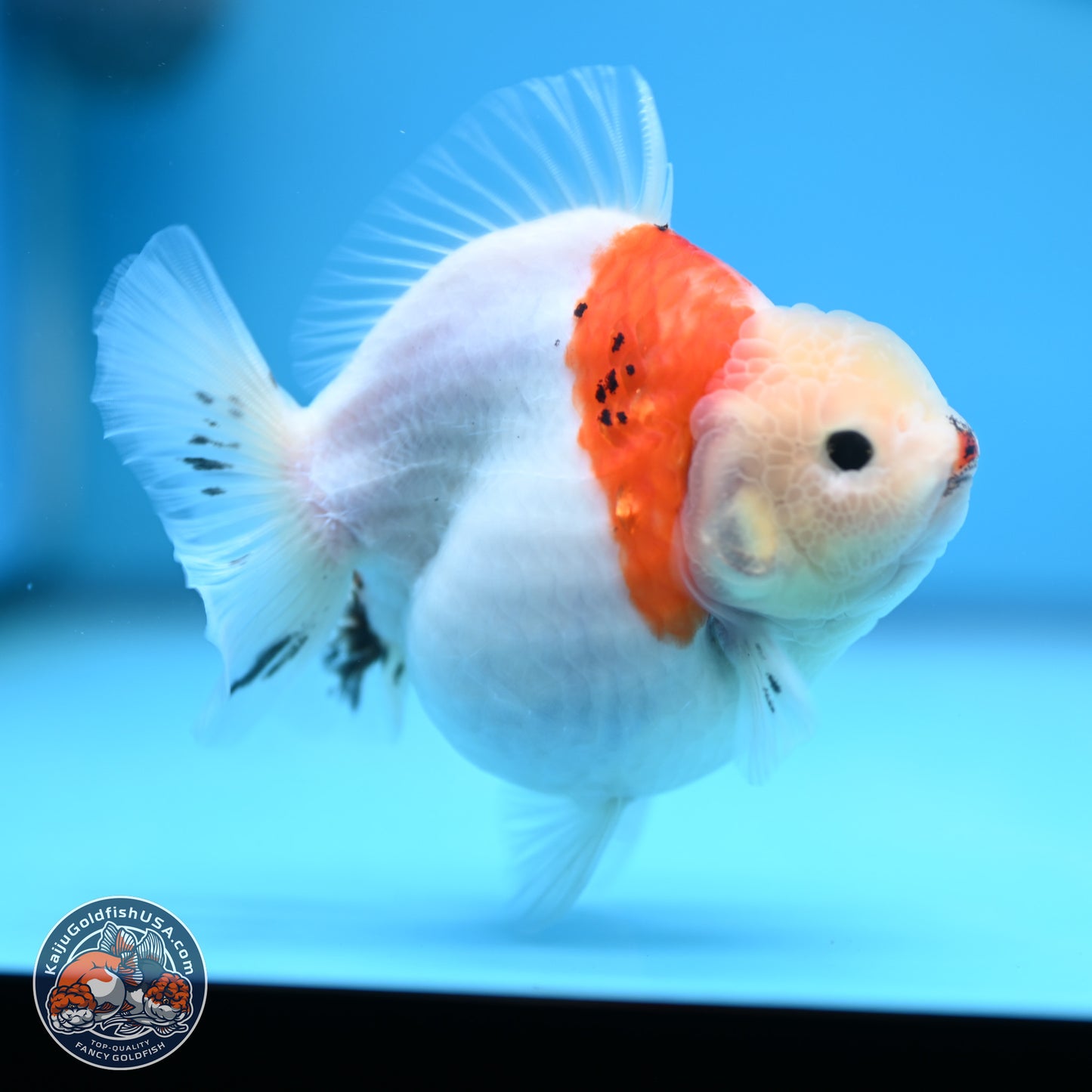Tricolor Sakura YuanBao Oranda 4.5 inches (241018_OR21) - Kaiju Goldfish USA