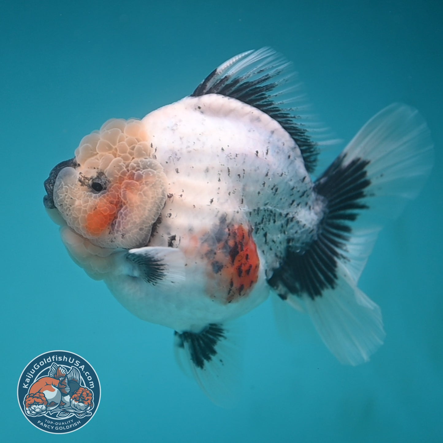 Jumbo Shogun Rose Tail Calico Oranda 5 inch Body (250822_OR21)