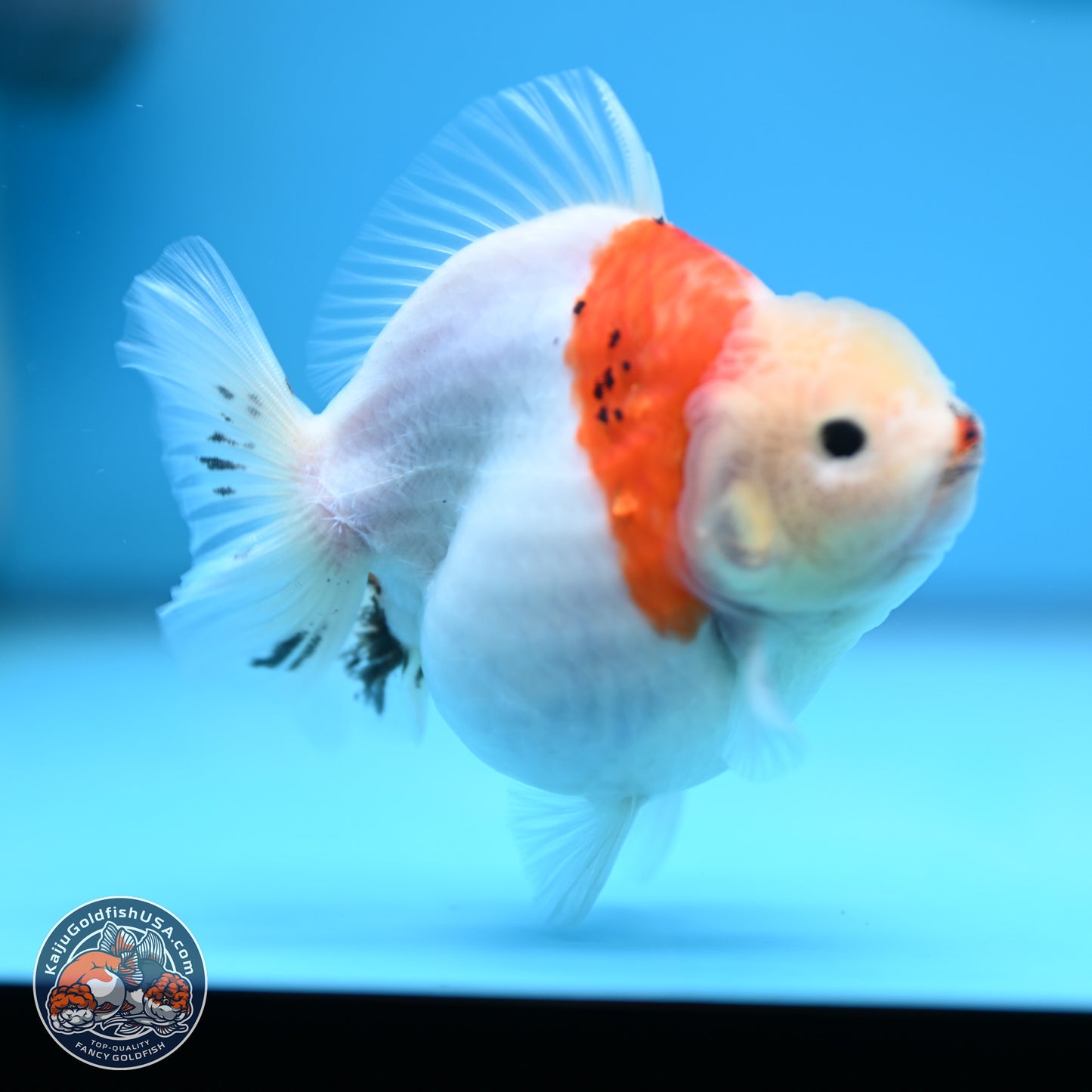 Tricolor Sakura YuanBao Oranda 4.5 inches (241018_OR21) - Kaiju Goldfish USA
