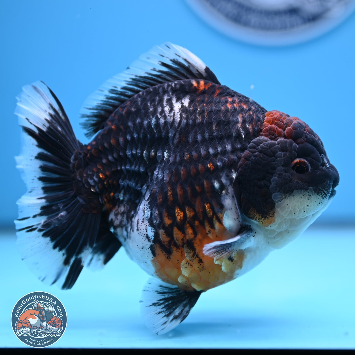 Jumbo Shogun Godzilla Oranda 6 inches - Female (241122_OR21) - Kaiju Goldfish USA