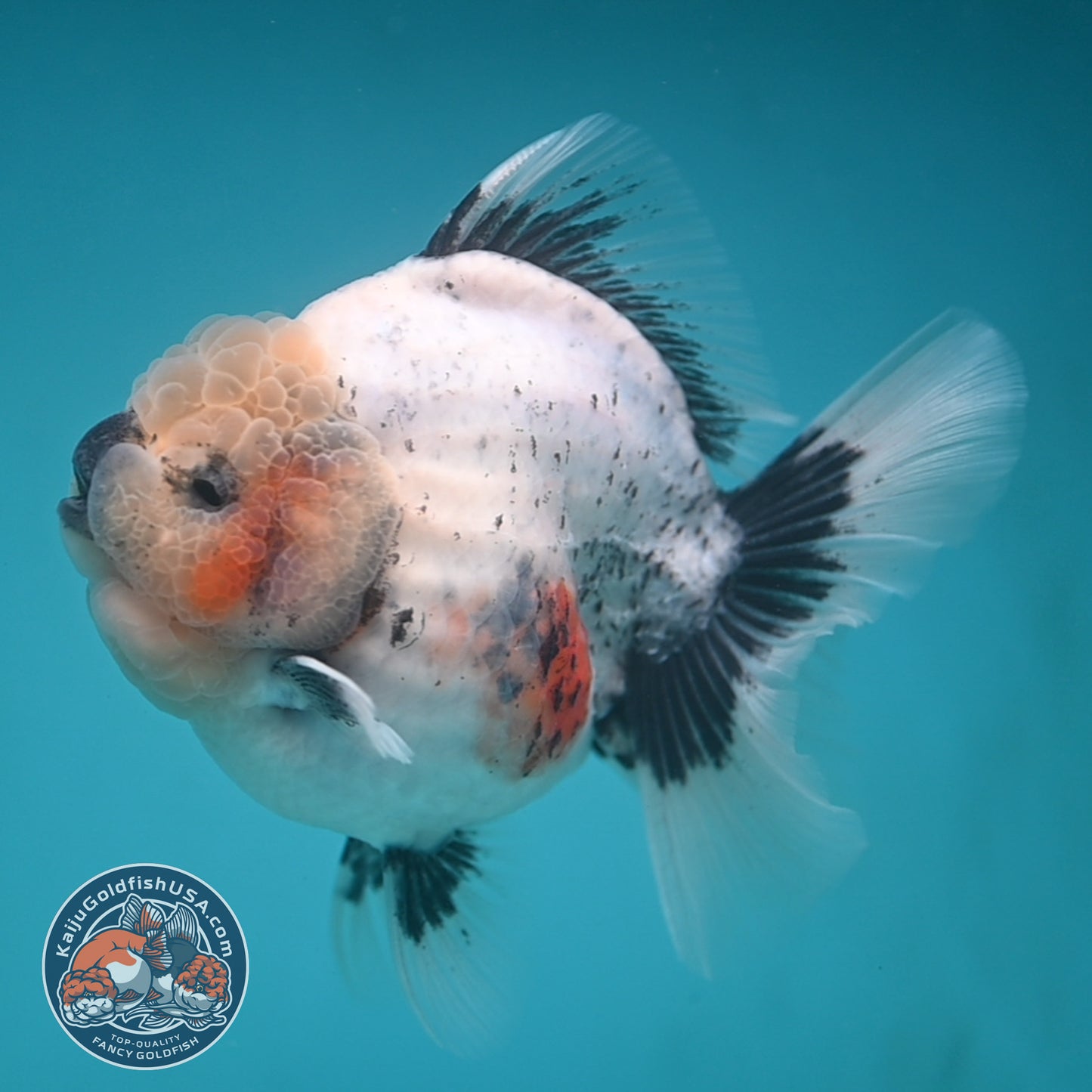 Jumbo Shogun Rose Tail Calico Oranda 5 inch Body (250822_OR21)