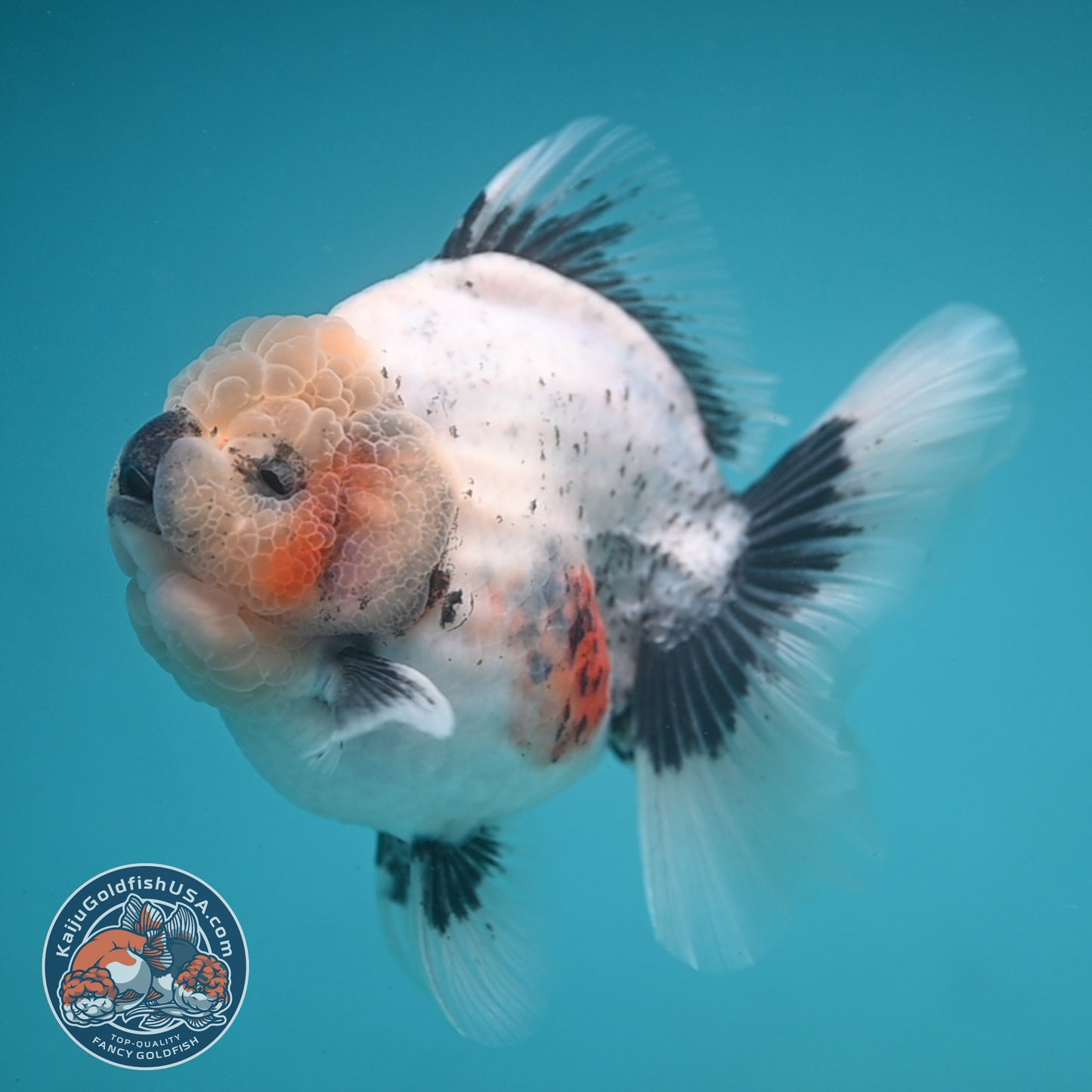 Jumbo Shogun Rose Tail Calico Oranda 5 inch Body (250822_OR21)