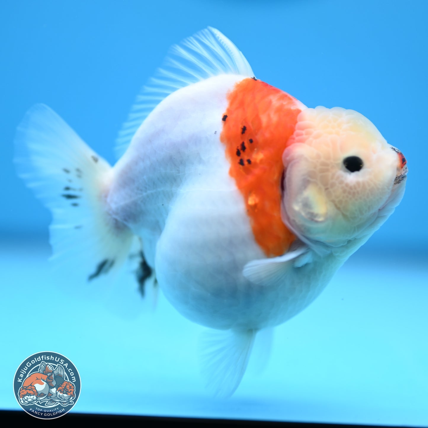 Tricolor Sakura YuanBao Oranda 4.5 inches (241018_OR21) - Kaiju Goldfish USA
