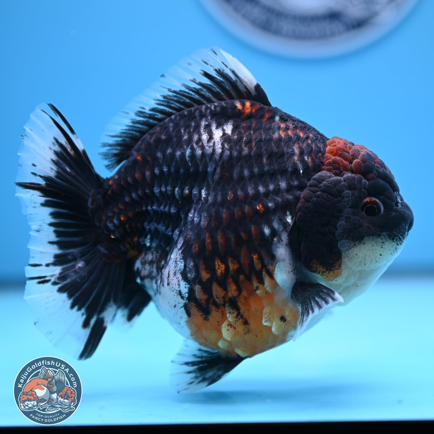 Jumbo Shogun Godzilla Oranda 6 inches - Female (241122_OR21) - Kaiju Goldfish USA