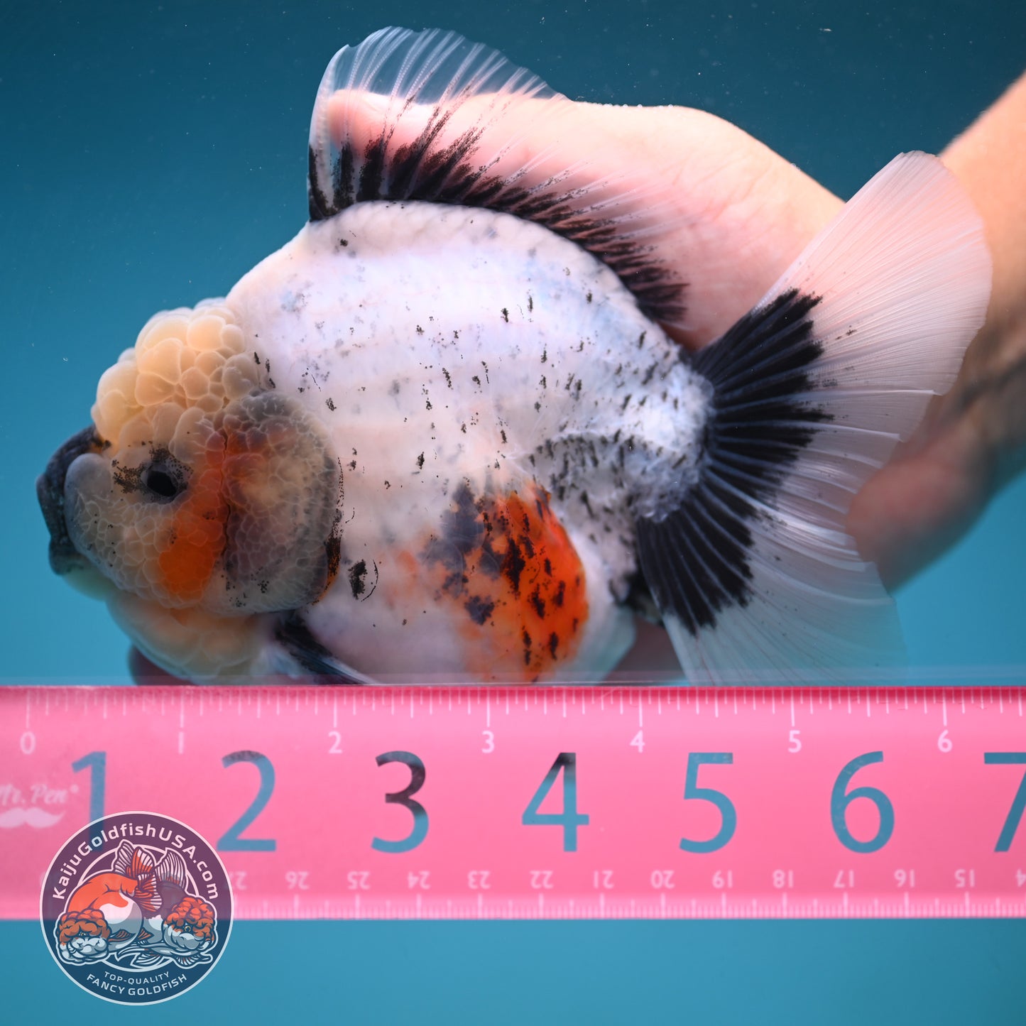 Jumbo Shogun Rose Tail Calico Oranda 5 inch Body (250822_OR21)