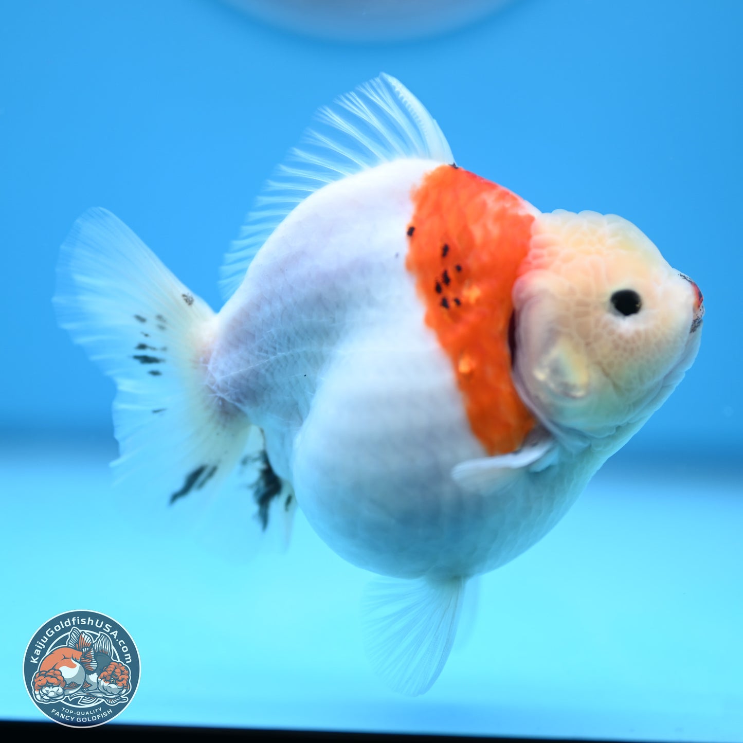 Tricolor Sakura YuanBao Oranda 4.5 inches (241018_OR21) - Kaiju Goldfish USA