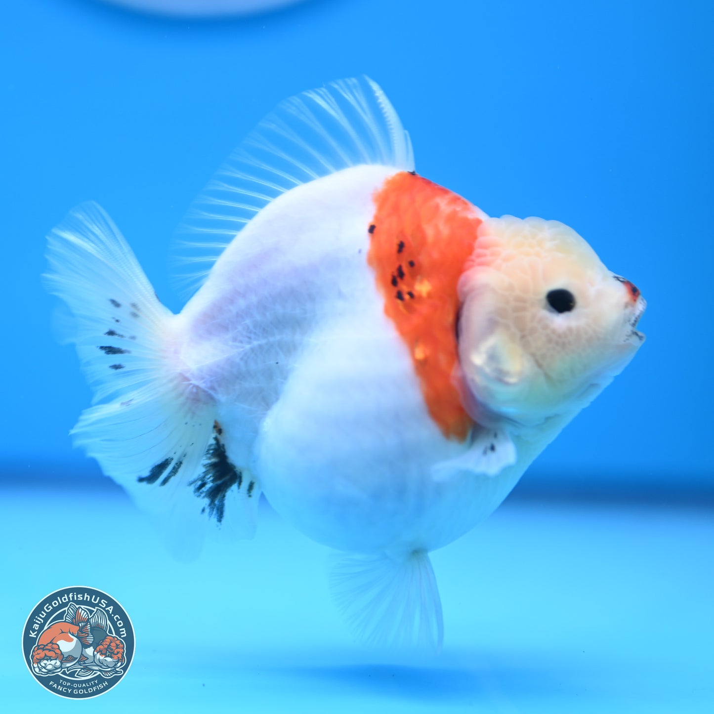 Tricolor Sakura YuanBao Oranda 4.5 inches (241018_OR21) - Kaiju Goldfish USA