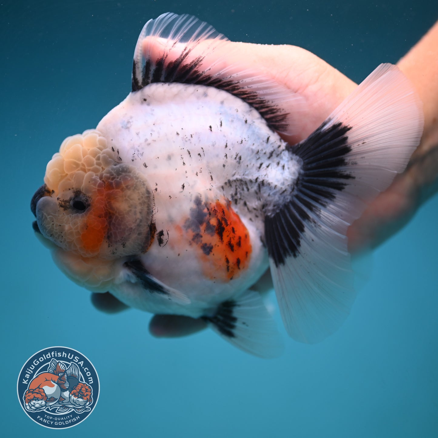 Jumbo Shogun Rose Tail Calico Oranda 5 inch Body (250822_OR21)