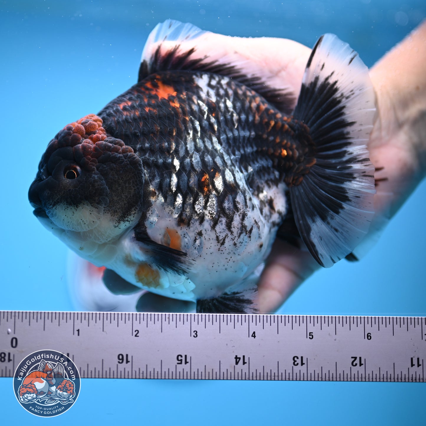 Jumbo Shogun Godzilla Oranda 6 inches - Female (241122_OR21) - Kaiju Goldfish USA